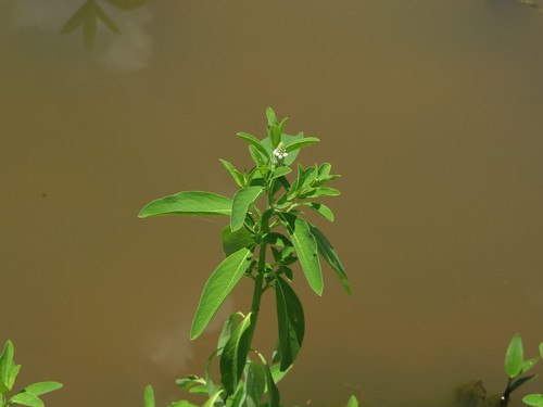 Sphenoclea zeylanica iNat (3)