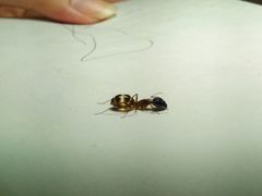 Camponotus arrogans