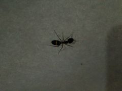 Camponotus arrogans