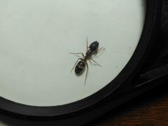 Camponotus arrogans