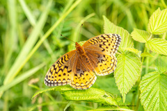 Speyeria cybele pseudocarpenteri
