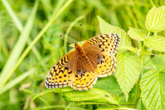 Speyeria cybele pseudocarpenteri