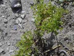 Euphorbia peplus