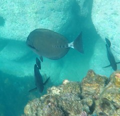 Prionurus microlepidotus