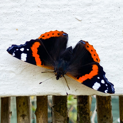 Vanessa atalanta