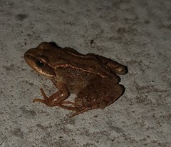 Rana temporaria