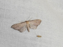 Idaea infirmaria
