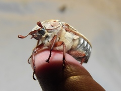 Anoxia australis