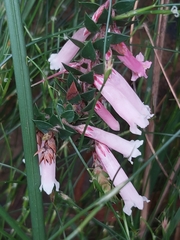 Epacris reclinata