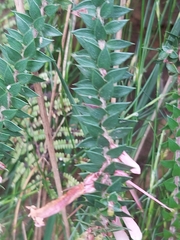 Epacris reclinata