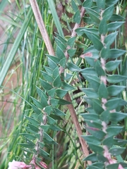 Epacris reclinata