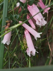 Epacris reclinata