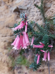 Epacris reclinata