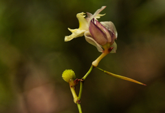 Hypselodelphys scandens