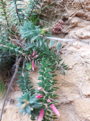 Epacris reclinata