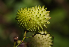 Hypselodelphys scandens