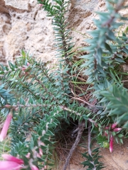 Epacris reclinata
