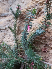 Epacris reclinata