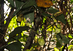 Hypselodelphys scandens