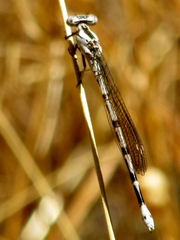 Argia vivida