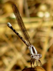 Argia vivida