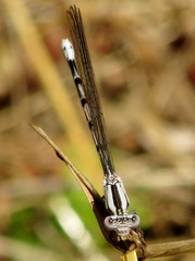 Argia vivida