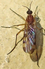 Sylvicola fenestralis