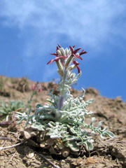 Matthiola odoratissima