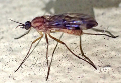 Sylvicola fenestralis