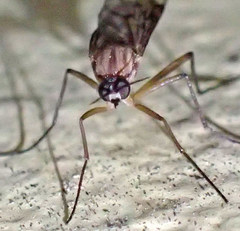 Sylvicola fenestralis