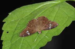 Celaenorrhinus fusca