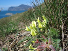 Astragalus utriger