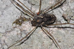 Platybunus pinetorum