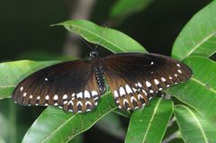 Papilio dravidarum