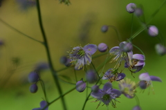 Thalictrum delavayi