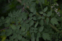 Thalictrum delavayi