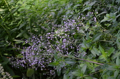 Thalictrum delavayi