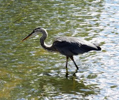Ardea herodias