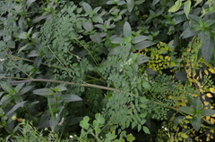 Thalictrum delavayi
