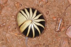 Arthrosphaera