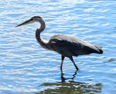 Ardea herodias