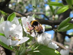 Bombus haematurus