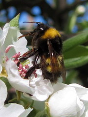 Bombus haematurus