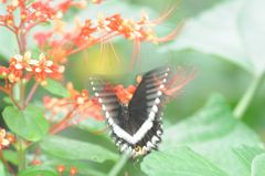 Papilio liomedon