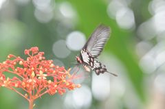 Pachliopta pandiyana