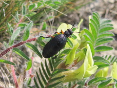 Meloe erythrocnemus