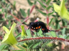 Meloe erythrocnemus