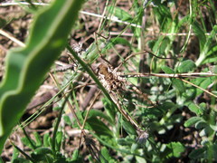 Phalangium gorbunovi