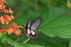 Pachliopta pandiyana