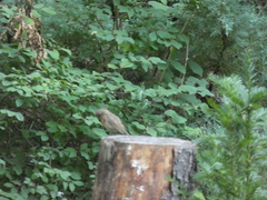 Erithacus rubecula
